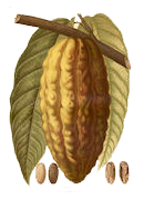 Planta del Cacao
