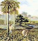 Hacienda tabaquera en Cuba